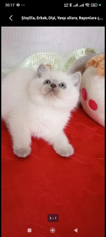 pişiy: Britan, Yaxşı əllərə — 5