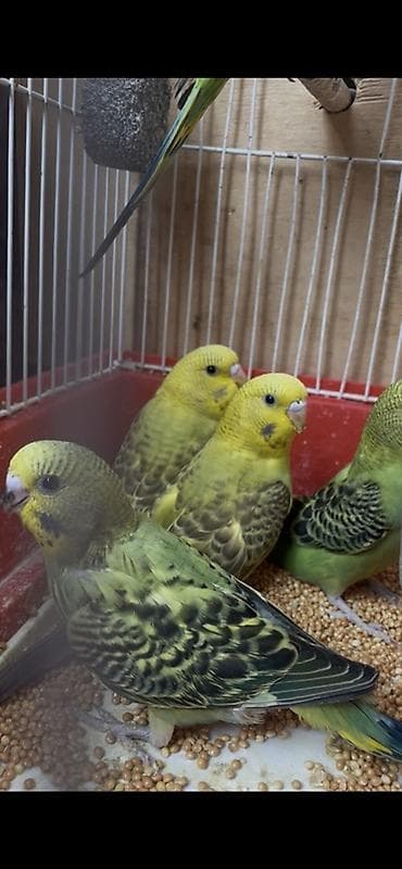heyvanlara verilən adlar: Məhsul: Dalmatin naxışlı sarı-yaşıl dalğıc papağanlar — 2