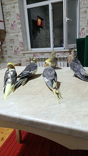 ev quş: Korella balalari satilir oz qudlamirmin balasidi ele oyresibler 2 — 6
