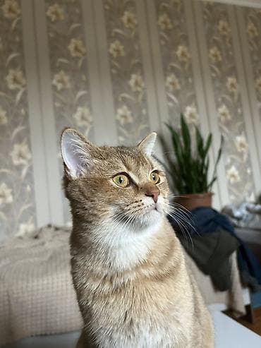 cütləş: Qızıl şinşilla, Erkək, Cütləşmə üçün — 4