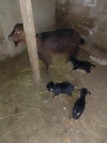 Ana keçi və 3 bala - Cins: yerli südlük-etlik keçi (qəhvəyi tük