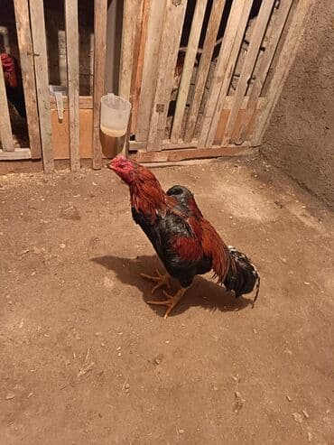 Inəklər, öküzlər: Xoruz, Heyratı, il: 1 — 2