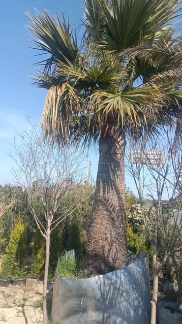 adəm ağacı: Dekarativ agaclarin satisi — 14