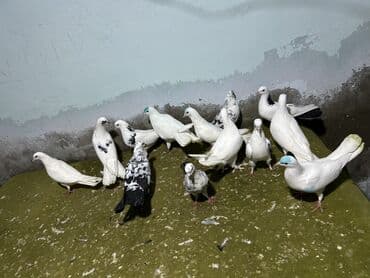 şahin quşunun qiyməti: 5 manatdan 10 manata kimi qiymet deywr — 7