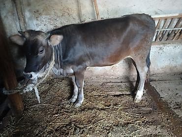 mal bazarı: Ətlik kök dişi dana.Ünvan:Berde rayon — 3