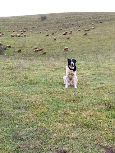 pomeranian boo mini: Qurdbasar, 2 il, Erkek, Peyvəndli, Ödənişli çatdırılma — 8