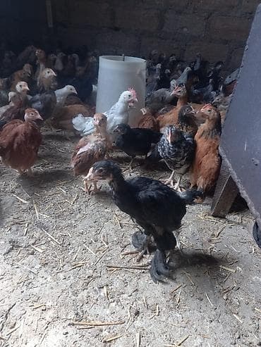 Toyuq cücələri, Ətlik, Ödənişli çatdırılma