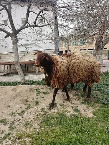 Птицы: Самец, лет: 2, 80 кг, Для мяса, Самовывоз — 3