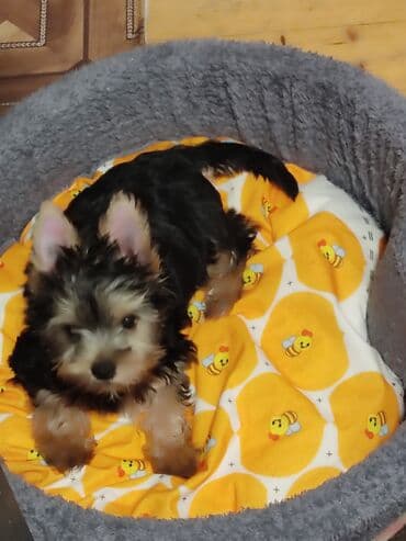 той пудель цена: Йоркширский терьер — 2