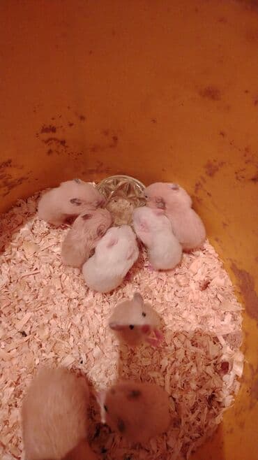 toyuq neçə gün kürt yatır: .
Sumqarnik kako rengli balalar dislemirler — 1