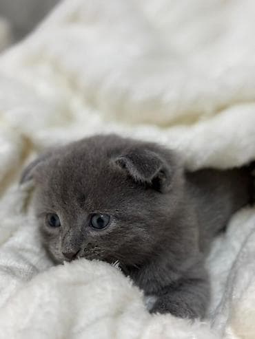 yorga atlar: Şotland yastı qulaq — 3