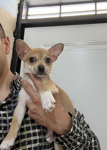 balaca tuklu it: Çixuahua, 3 ay, Erkek, Peyvəndli, Ödənişli çatdırılma — 5