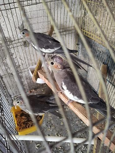 qus sesleri: Nimfa (cockatiel) papağanları – boz-çəhrayı rəng çalarları, yanaqlarda — 3