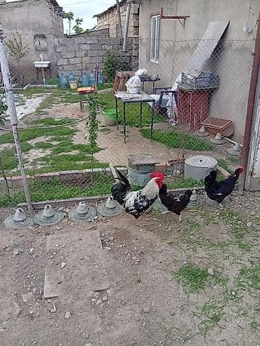 ağdam xoruz: Məhsul: Xoruz və toyuqlar (həyətyanı şəraitdə saxlanılır) Təsvir: - — 3