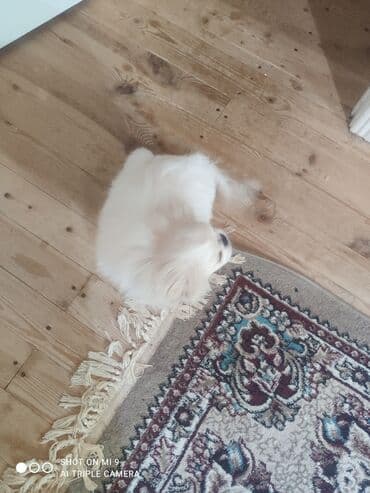 Akvariumlar: Pekines — 3