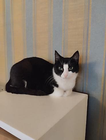 Dişi pişik yiyələndirilir. Yaş yarım. Çox sakit və mülayimdir. Qum