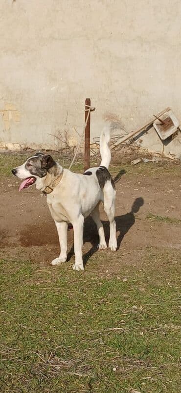 Lexus: Qurdbasar, 2 il, Erkek, Peyvəndli, Rayonlara çatdırılma — 3