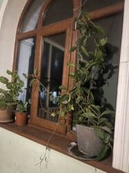 gulu: Butun guleri endirimnen satiram ancag xanimlara satiw olur — 28