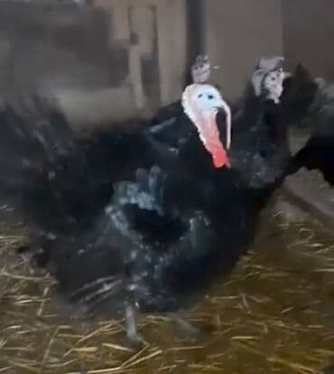 породистые котята в добрые руки: Dişi, Kanada, Yumurtalıq, Pulsuz çatdırılma, Ödənişli çatdırılma — 6