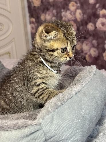 balaca cücə: Şotland — 5