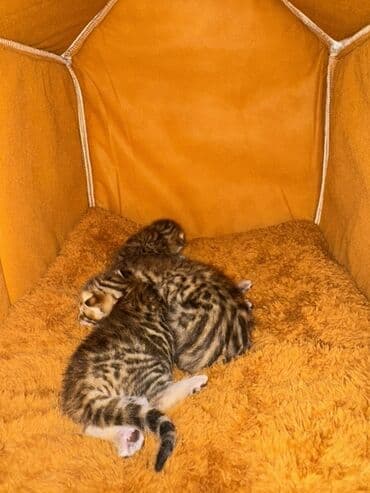 купить тайского котенка: Benqal, Dişi, Yaxşı əllərə, Ünvandan götürmə, Ödənişli çatdırılma — 3