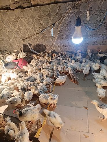 quş xana: Toyuq cücələri, Ətlik, Ünvandan götürmə — 1