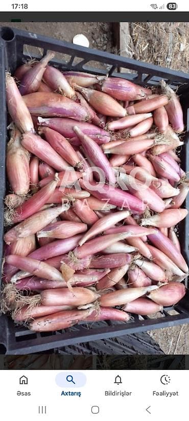 Turşular: Şalot soğanı (armudvari, uzunformal) – mətbəx və peşəkar kulinariya — 2