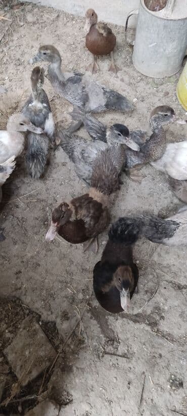 zumrud ordək: Ördək balaları - Növ: Muskoviy/mullard tipli ördək balaları - Rəng — 2