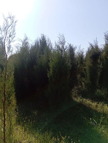 пластмассовый бак для воды купить: Her növ ağaclar ve dekarativ ağaclar çox ucuz ve qarantili gubresiz — 15