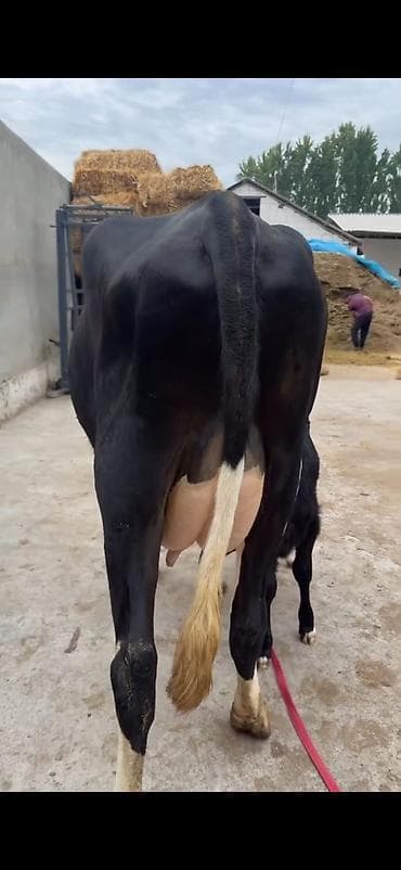 simental inekleri: Südlük inək buzovu ilə birlikdə - Cins: qara-ağ (Holşteyn tipli — 5