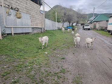 Hamsı bir yerde 4500yüz saglam saf təmiz sani keçiləri Təsvir: -