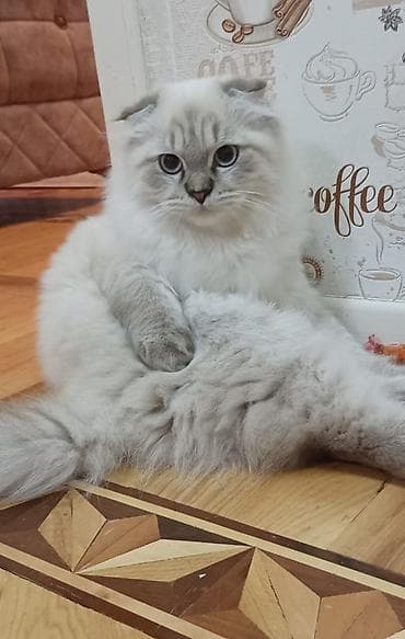 pisik yuvasi: Şotland — 2