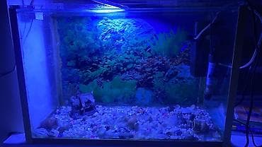 balığı: Tam hazır akvarium içərisinə daxildir:6 balıq 3 ü guppy 3 ü molly (1 — 2