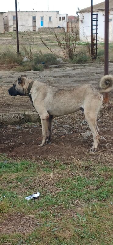 отдам в хорошие руки маленькую собачку: Кангал, 2 года, Самец, С прививками — 6