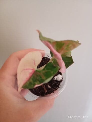 Singonium Strawberry 🍓 Ice Galaxy.Yalnız ciddi şəxslər yazsın!!