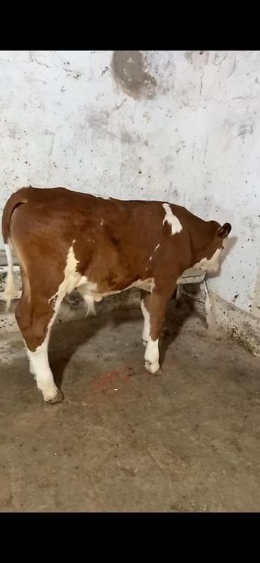 diwi dana: Simental cinsi buzov - Rəng: qırmızı-ağ ləkəli - Qulaq birkaları — 1