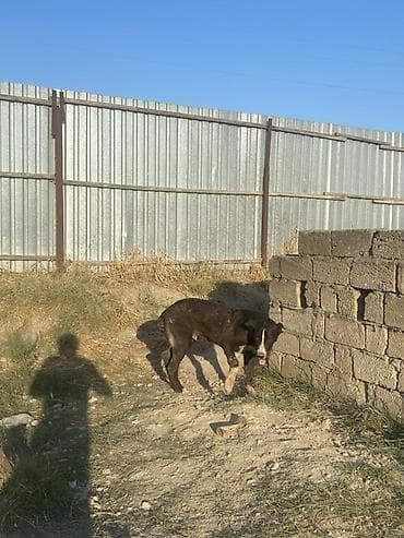 it yemi: Alabay, 6 ay, Erkək, Peyvəndli — 6