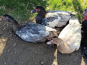 lal ordəklərin satışı: Musk ördəkləri (Indo-ördəklər) – müxtəlif rəng çalarlarında - Cins — 1