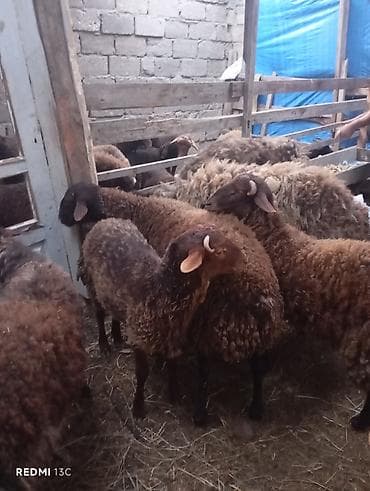 Qoyun sürüsü – yerli ətlik/yunlu tip - Rəng: tünd qəhvəyi və qara