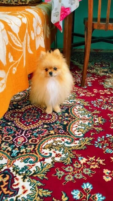 дрессировка собак баку: Şpitz — 5