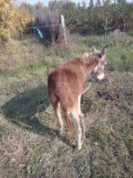 Gəmiricilər: Başlıq: Salam satılır – ünvan Tərtər, arava çəkir. Fikri ciddi olan — 2