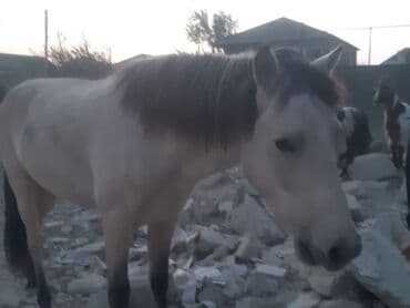 шотландская серебристая шиншилла купить: Satılır: At - Rəng: Açıq krem (buckskin-a bənzər), yal və quyruq tünd — 1