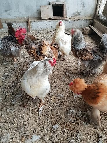 satdig quslar: Xoruz, il: 1, Ünvandan götürmə — 4