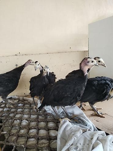 cins buzovlar: Hinduşka cücələri – qara lələklər, açıq rəngli baş və dimdik — 1