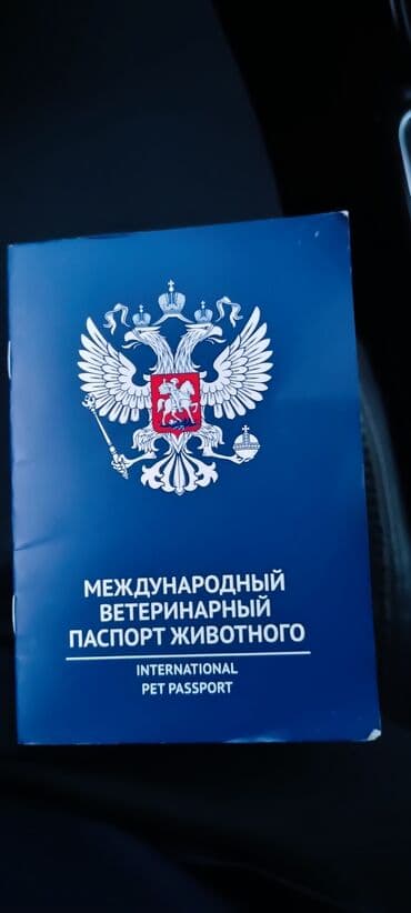 setteri it cinsi: Pudel, Sənədli — 4