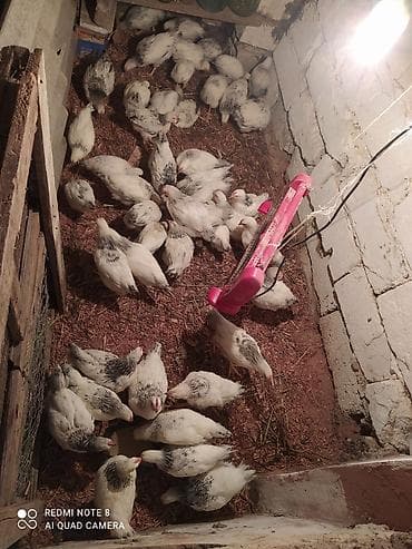 xarkov toyuqları satışı: Serebrist cuceler 1 ay 10 günlük 4.50 qiyməti cekileri 750 qrama kimi — 2