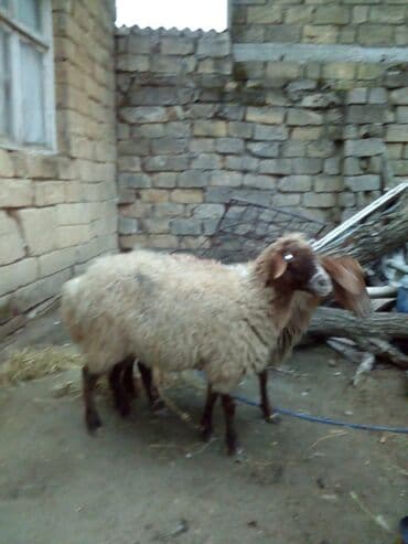 Gəmiricilər: Qiymət cütünə ayıdır real alıcıya endirim olacaq boğaz heyvan di — 2