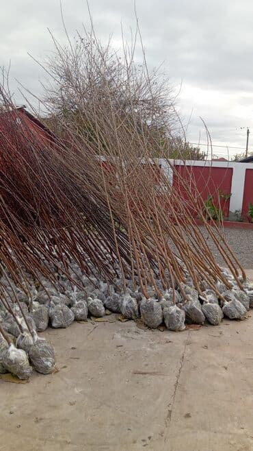 пластмассовый бак для воды купить: Her növ ağaclar ve dekarativ ağaclar çox ucuz ve qarantili gubresiz — 49