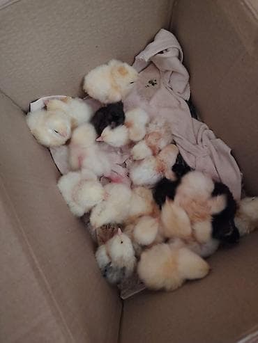 alisa home tekstil: Məhsul: Təmiz kənd təsərrüfatı yumurtaları və yeni çıxmış cücələr — 4