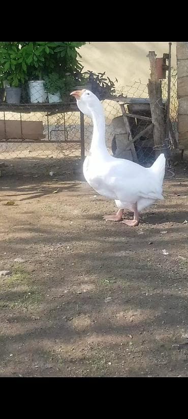 keçi satanlar: SATILIR CÜT XALMAQOR QAZ XORUZ FƏRƏ QİYMƏT CÜTÜNƏ AYİDİR — 8